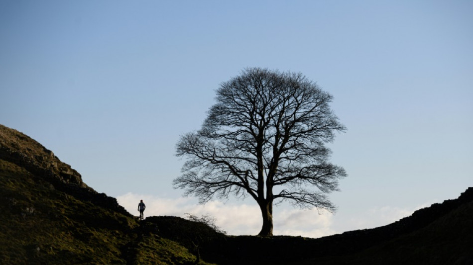 Sexagenario detenido tras tala de árbol emblemático en Reino Unido