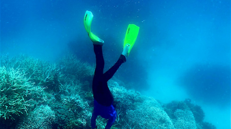 Australie: 91% de la Grande Barrière de corail a subi un "blanchissement"