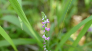 Japon: découverte d'une nouvelle espèce d'orchidée ressemblant à du verre