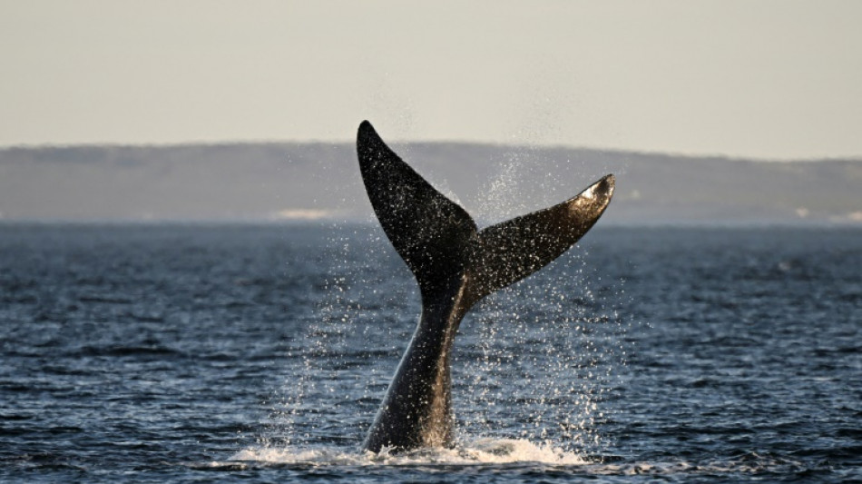 Muerte de ballenas en Argentina, un fenómeno natural a punto de finalizar