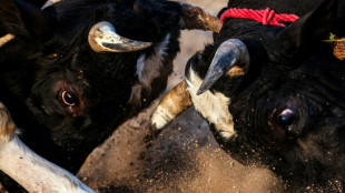 Combates de toros lejos de los rascacielos de Dubái