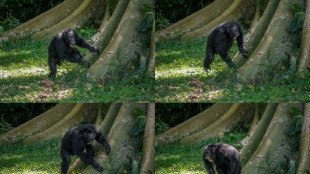 Roots rock: Chimpanzees drum to their own signature beats