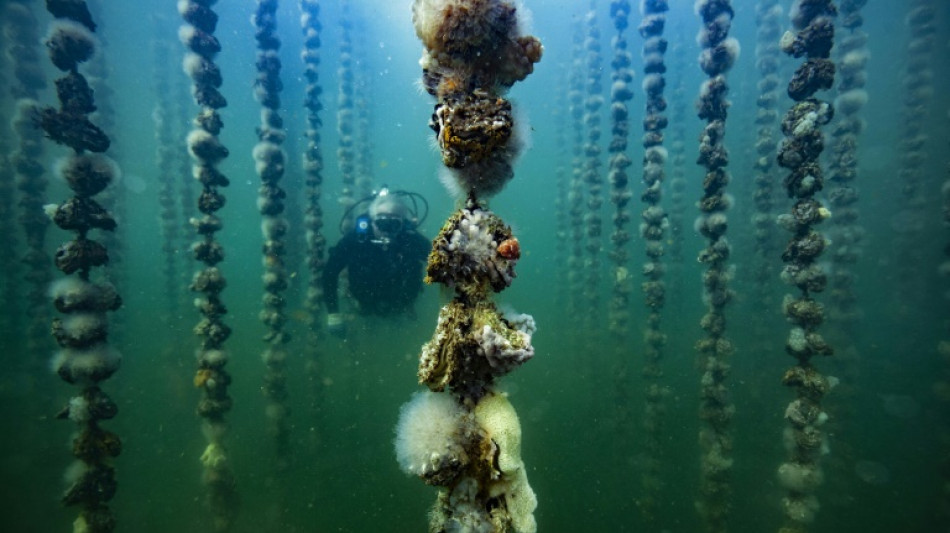 La recherche médicale à l'assaut des molécules cachées dans les fonds marins