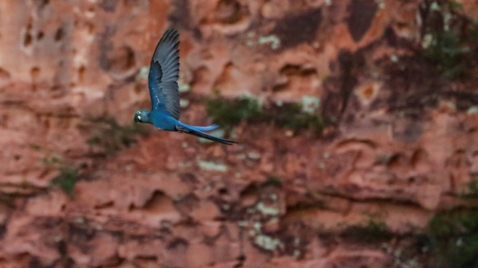 Brazil faces dilemma: endangered macaw vs. wind farm