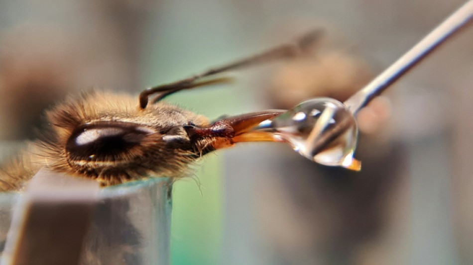 Colombian researchers seek safety for bees in urban jungle