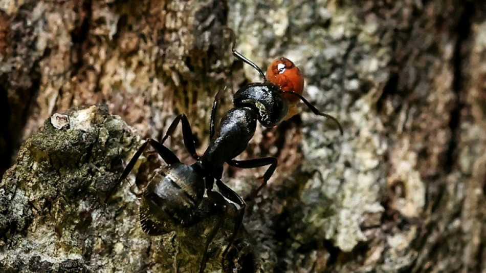 Al menos 20.000 billones de hormigas en la Tierra, según estudio