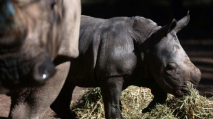 Terceiro rinoceronte-branco sul-americano nasce em zoológico chileno