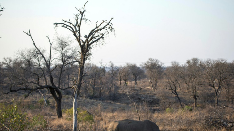 Afrique du Sud: baisse "préoccupante" du nombre de rhinocéros au parc Kruger