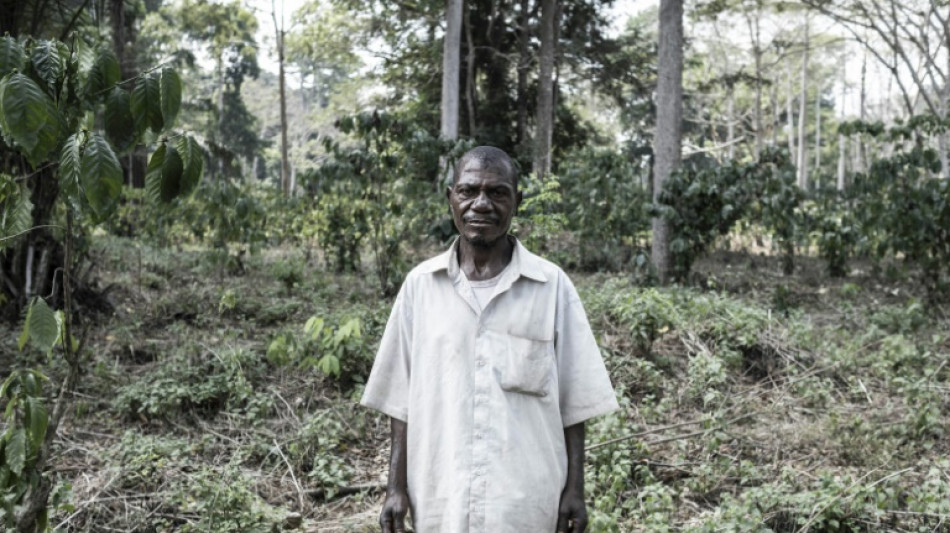 La deforestación amenaza a los pigmeos aka en República Centroafricana