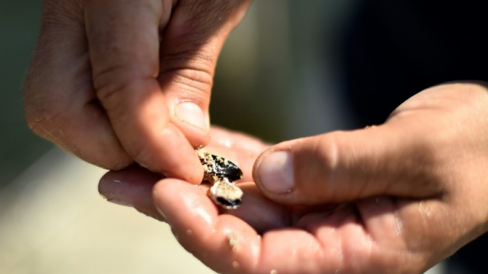 Le réchauffement climatique menace les moules de la Méditerranée espagnole