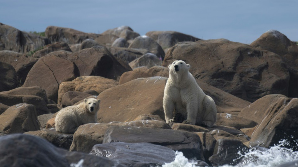 Une étude quantifie le lien entre émissions de CO2 et déclin des ours polaires