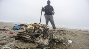 Pescador peruano cría conejos para sobrevivir seis meses después de derrame de crudo