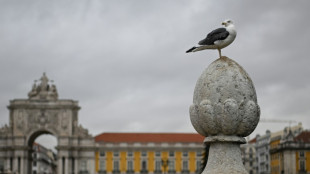 Un brote de gripe aviar es detectado en una granja cerca de Lisboa, en Portugal