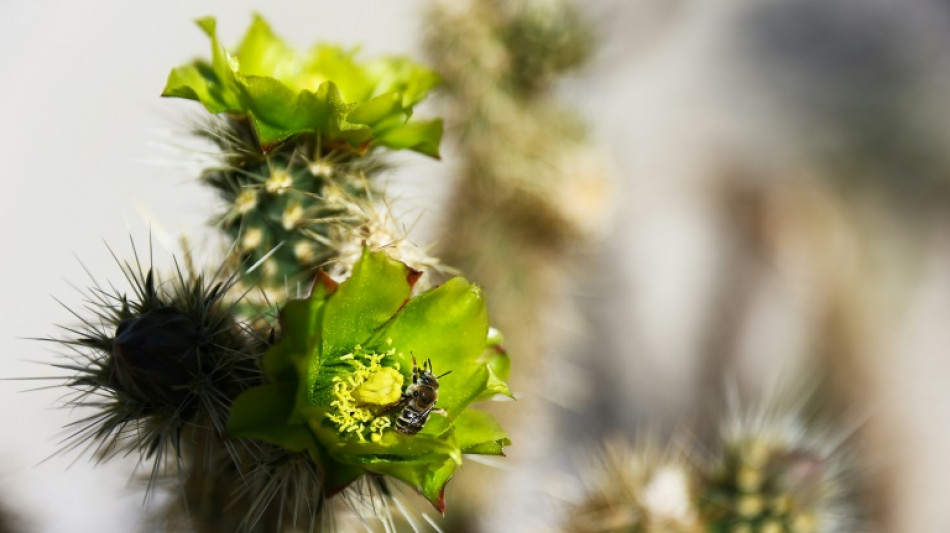 Global warming: even cacti can't take the heat