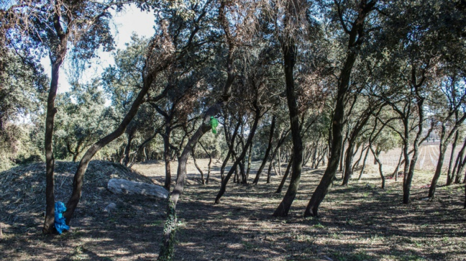 Francia desentierra del olvido un cementerio de niños de combatientes argelinos