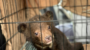 Bear cubs rescued from wildlife trade in Vietnam