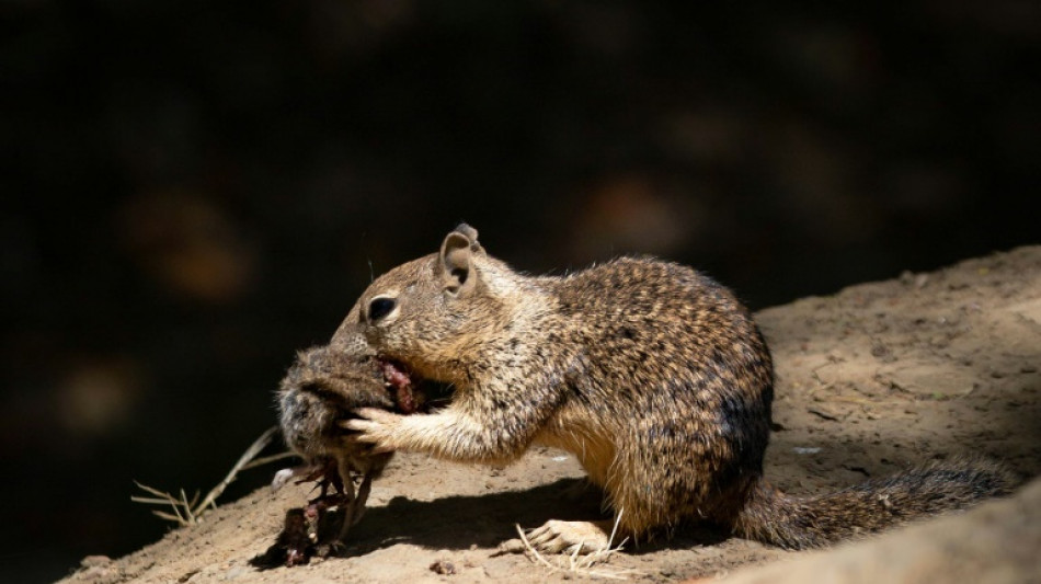 Cute carnivores: Bloodthirsty California squirrels go nuts for vole meat