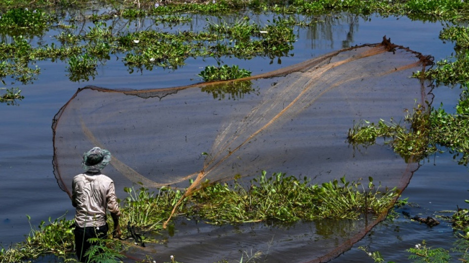 Una de cada cinco especies de peces del río Mekong está amenazada de extinción 