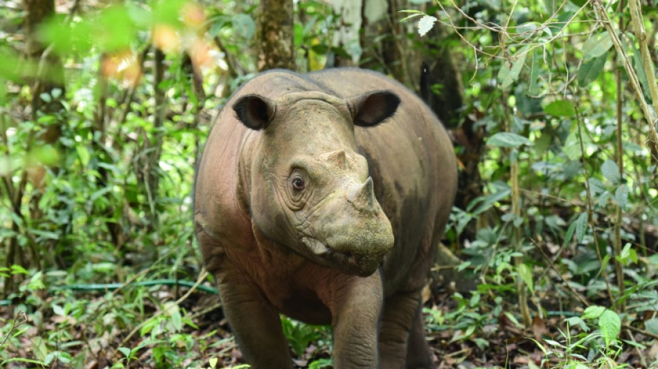 Nace una cría del amenazado rinoceronte de Sumatra en Indonesia