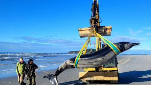 La baleine la plus rare au monde échoue sur une plage de Nouvelle-Zélande