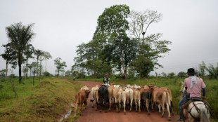 Un experimento busca reconciliar a los ganaderos con la Amazonía colombiana