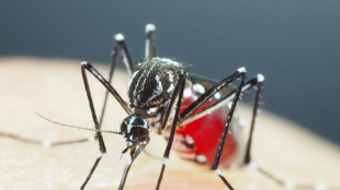 Super-resistant mosquitoes in Asia pose growing threat: study