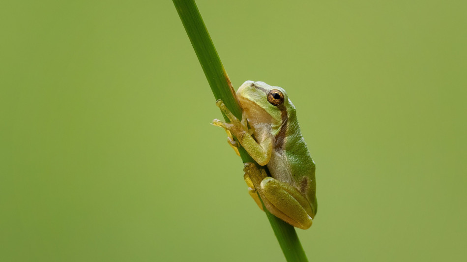 Cop16, le aziende italiane verso protezione biodiversità