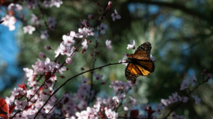 Endangered monarch butterflies face perilous storm