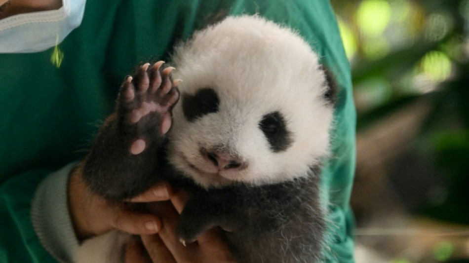 Twin panda cubs to make public debut at Berlin zoo