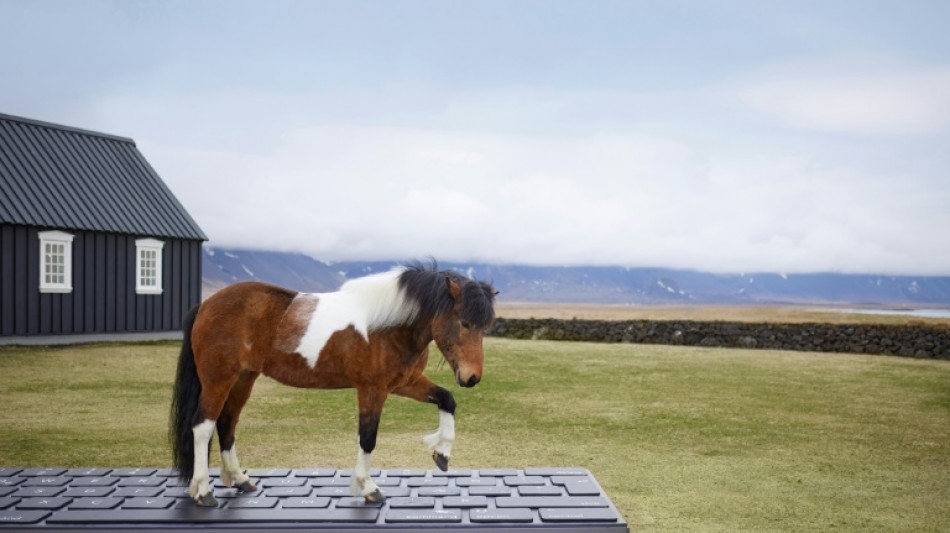 Islandia propone delegar en sus caballos la respuesta automática de correos por vacaciones