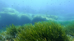 La justice française reconnaît le préjudice écologique d'atteinte à l'herbier de posidonie