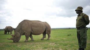 White rhinos reintroduced to DR Congo national park