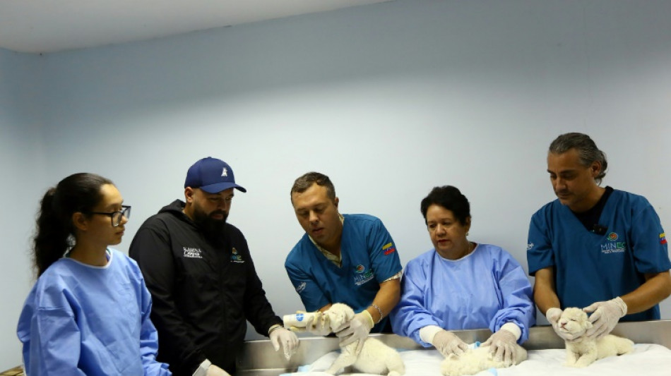 Nacen leones blancos en un zoo de Venezuela, una esperanza para esta rara subespecie