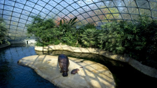 Unheilbar krankes Flusspferd Nicole in Berliner Zoo eingeschläfert