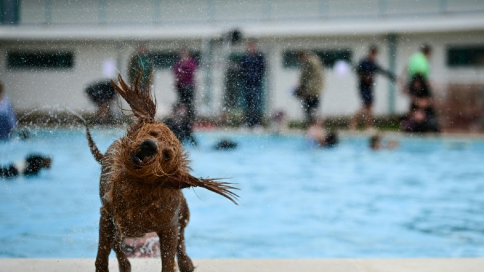 Au Royaume-Uni, les chiens se jettent dans le grand bain