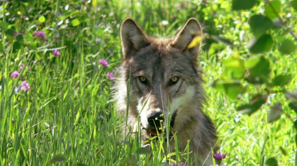 La justicia neerlandesa autoriza a disparar bolas de pintura a lobos "desviados"