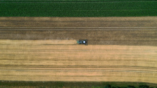 Umweltverbände fordern Schutz von Brachflächen in der Agrarlandschaft