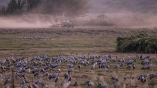 Dans le nord d'Israël, la nature paie un lourd tribut à la guerre